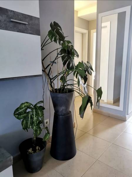 APARTMENT IN ROQUE DEL CONDE FOR SALE